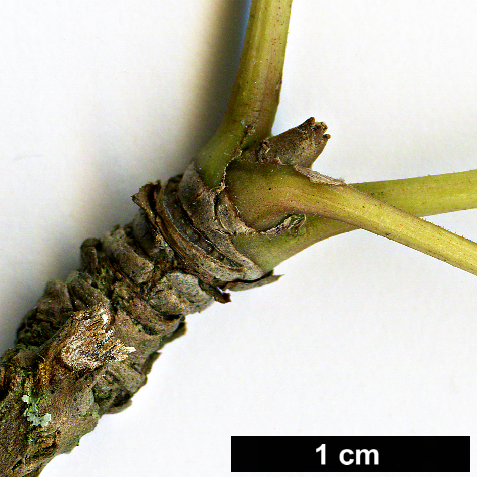 High resolution image: Family: Araliaceae - Genus: Eleutherococcus - Taxon: sessiliflorus